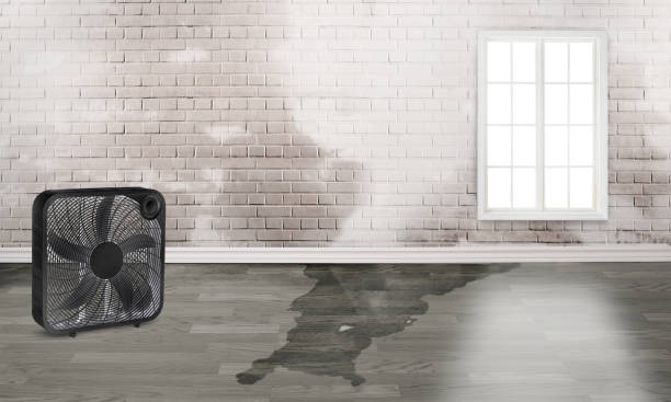 Best Water damage contractors near me  in Perry, LA