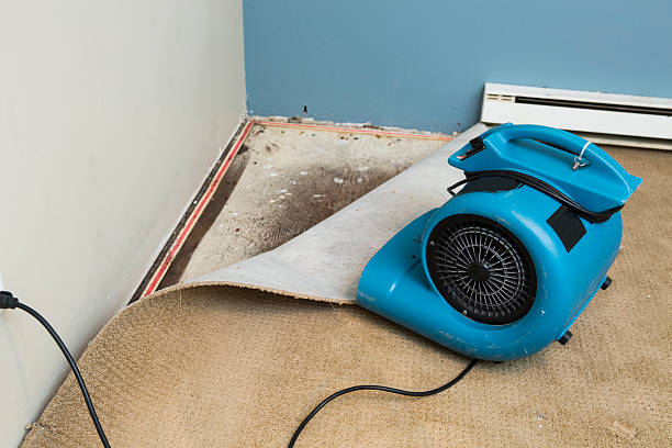 Best Professional water damage repair  in Perry, LA